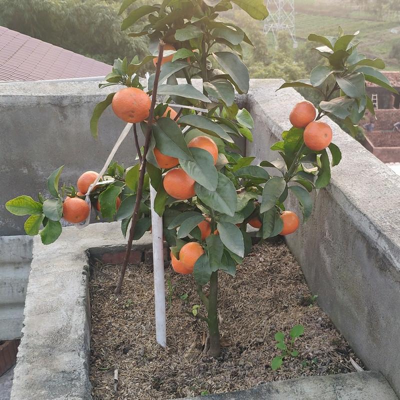 Muda De Laranja Doce – Muda Enxertada De Laranja Doce Precoce – Laranja Doce De Shatang, Frutífera No Mesmo Ano, Da Região De Sihui, Sul Da China  |   Muda Muda Muda