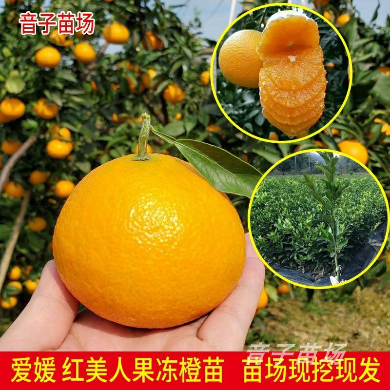 Muda De Laranja Jell-O 38 Da Variedade Red Beauty 28 De Ehime – Muda De Citrus Para Plantio No Norte E Sul Da China, Enxerto De Frutíferas De Sichuan.  |   Muda Muda Muda