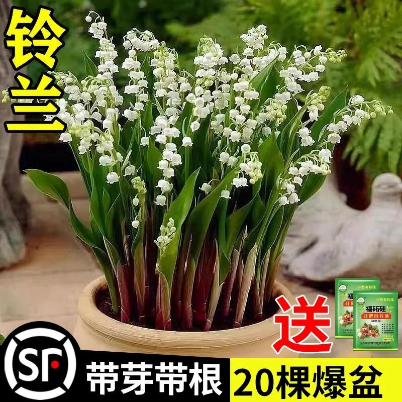 Muda De Lírio-Do-Vale Com Brotos E Raízes, Planta Em Vaso Resistente Ao Frio, Ideal Para Ambientes Internos E Externos, Flores Verdes Que Florescem Durante Todas As Estações.  |   Muda Muda Muda