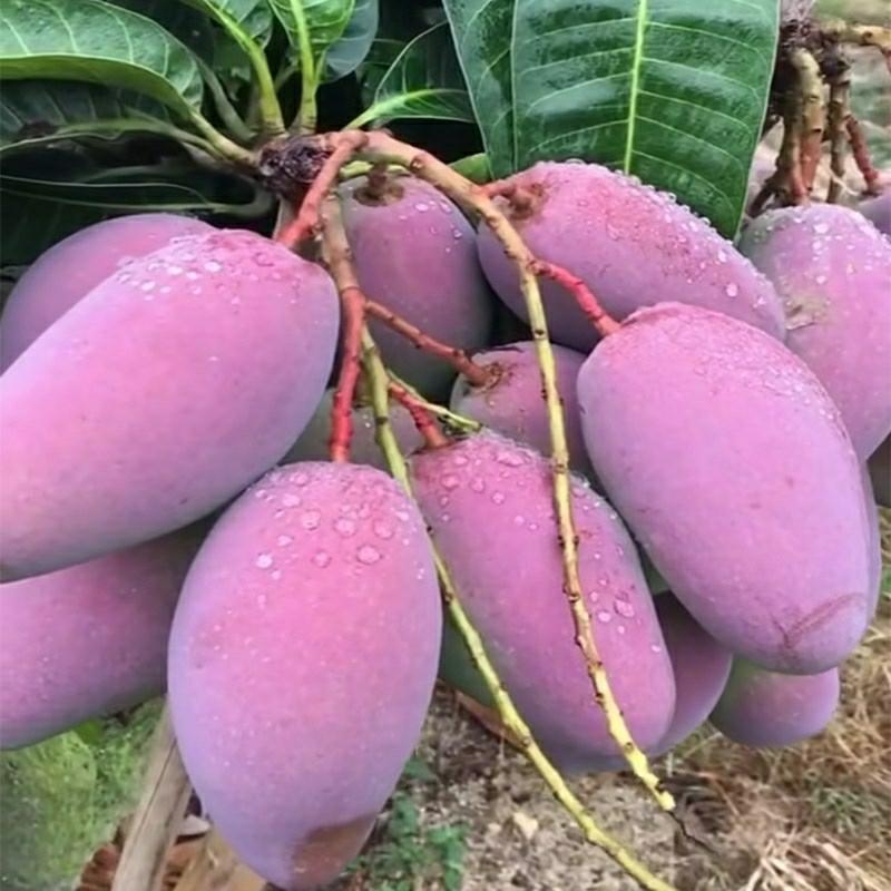 Muda De Mangueira De Quatro Estações, Muda De Mangueira “Guifei” Do Sul, Muda De Mangueira “Jinhwang” De Frutos Grandes, Ideal Para Plantio Em Solo Ou Em Vaso, Produz Frutos No Mesmo Ano.  |   Muda Muda Muda