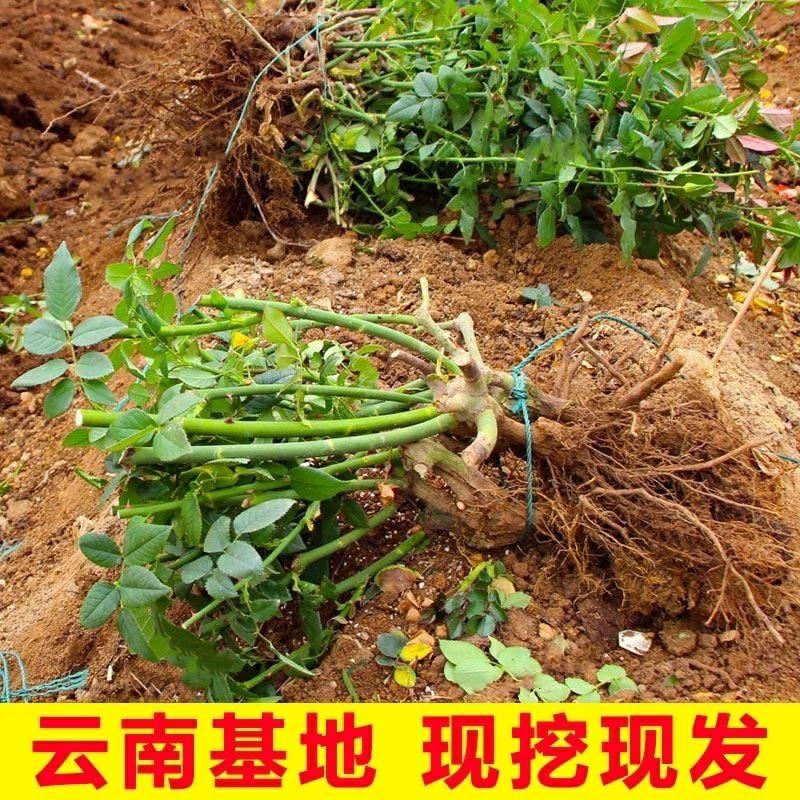 Muda De Rosa Antiga De Yunnan – 1 Unidade, Planta De Jardim, Fácil De Cultivar Em Ambientes Internos, Flor De Rosa Resistente Ao Frio, Ideal Para Vasos.  |   Sementes De Plantas Sementes De Plantas Sementes De Plantas