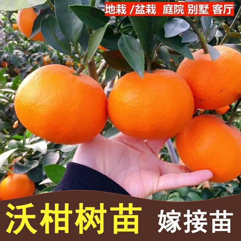 Muda De Wokan, Muda Autêntica De Laranja Wokan De Guangdong E Guangxi, Enxerto De Muda De Laranja, Muda De Tangerina, Muda De Fruta De Wuming 091, Wokan Sem Sementes.  |   Muda Muda Muda