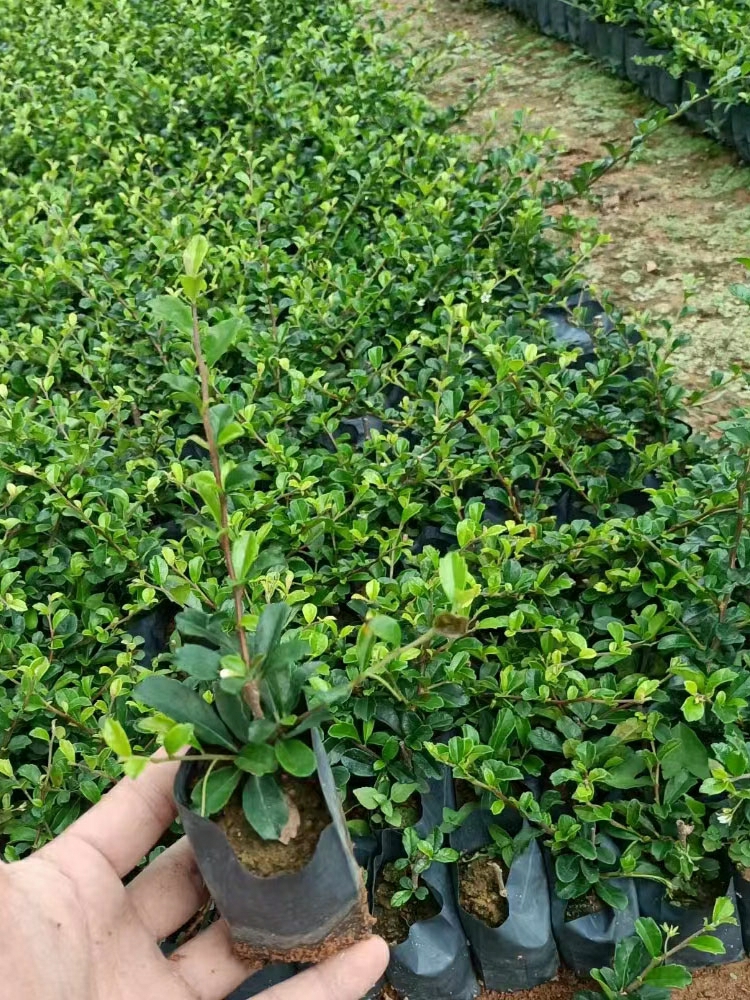 Mudanças Verdes De Engenharia, Mudas De Chá De Fujian, Mudas Pequenas De Chá De Fujian, Mudas De Chá Em Sacos, Mudas De Árvores Para Paisagismo, Jardins De Primavera E Verão Durante As Quatro Estações.  |   Muda Muda Muda