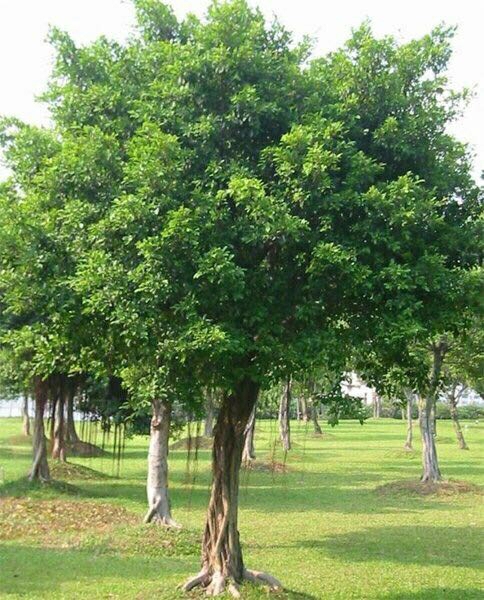 Mudas Autênticas De Ficus Microcarpa, Ficus De Folhas Finas, Podem Ser Plantadas Durante Todo O Ano, Com Forte Vitalidade E Raízes Profundas. Mudas De Árvores Para Jardinagem Em Quintais E Vilas.  |   Muda Muda Muda