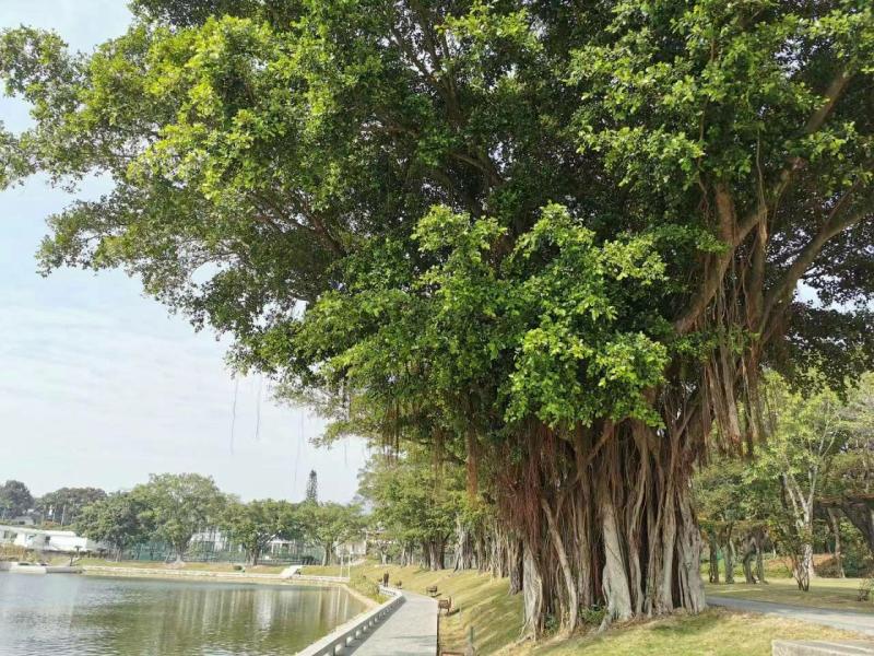 Mudas Autênticas De Ficus Microcarpa, Raízes Aéreas, Sementes Originais, Plantas Perenes Que Formam Florestas, Sempre Verdes, Ideais Para Jardinagem E Paisagismo.  |   Muda Muda Muda