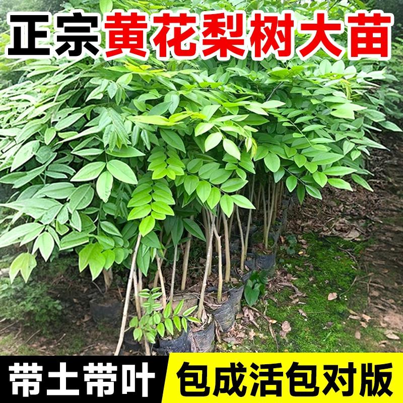 Mudas Autênticas De Hainan Huanghuali, Plantas Preciosas Em Vaso, Plantio Em Solo, Pequenos Ébano, Cultivo De Pátios No Norte E No Sul Durante Todas As Estações.  |   Muda Muda Muda