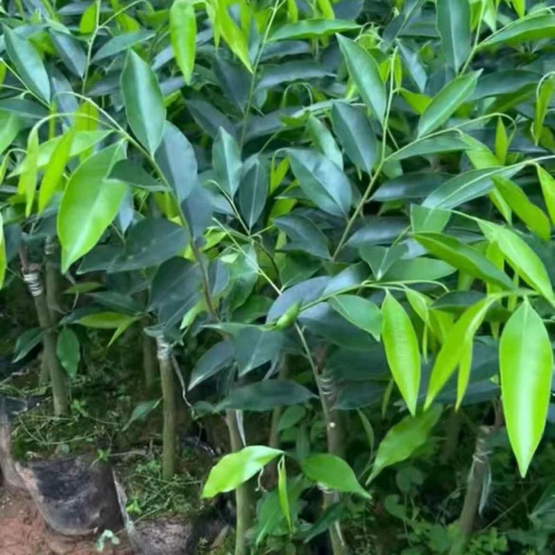 Mudas Autênticas De Madeira De Agar, Sementes Do Vietnã, Mudas De Agar De Hainan, Mudas Valiosas Para Jardinagem E Cultivo Em Vasos.  |   Muda Muda Muda