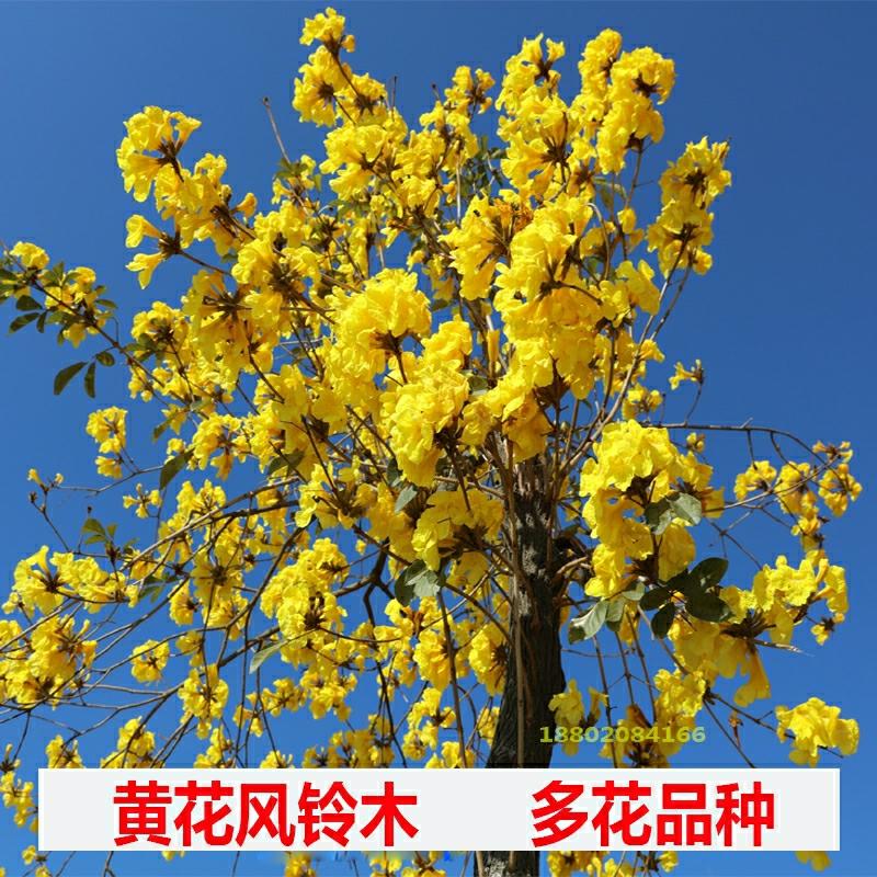 Mudas Autênticas De Tabebuia, Árvores Preciosas De Ipê Amarelo, Ipê Roxo, Árvores Grandes E Floridas Para Paisagens De Jardim No Brasil.  |   Muda Muda Muda