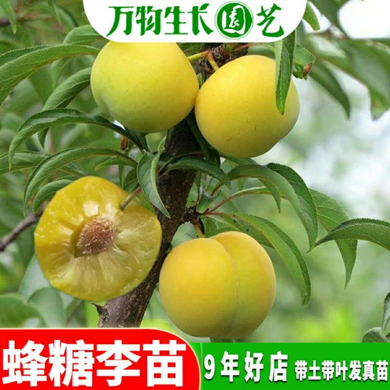 Mudas De Ameixeira De Açúcar, Enxertadas, Ameixas Crocantes Gigantes, Mudas De Ameixeira De Sichuan, Novas Variedades De Árvores Frutíferas Do Sul.  |   Muda Muda Muda