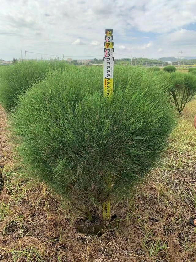 Mudas De Araucária, Mudas De Araucária Em Bola, Mudas Para Projetos De Paisagismo, Plantas Sempre Verdes Para Todas As Estações  |   Muda Muda Muda