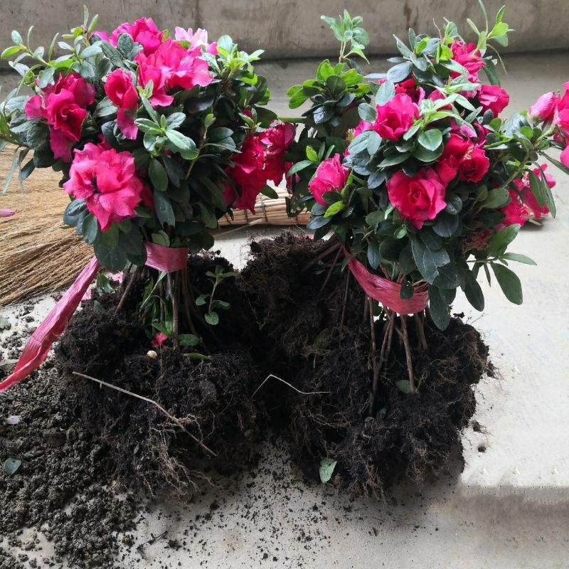 Mudas De Azaleia Ocidental Com Botões Florais – Plantas De Jardim Em Vaso Para Flores Durante Todas As Estações, Azaleias Perpétuas Para Ambientes Externos.  |   Muda Muda Muda