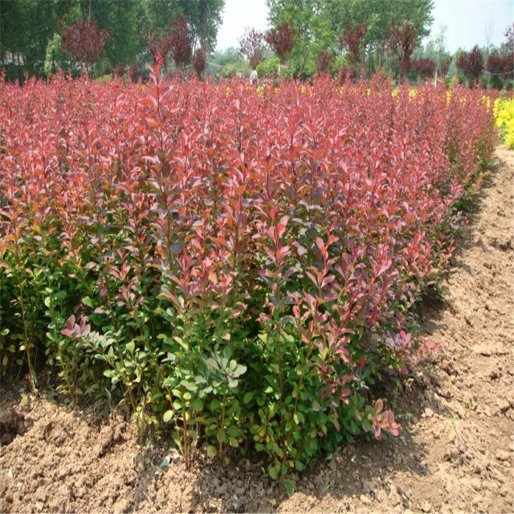 Mudas De Bordadura De Folhas Vermelhas, Arbustos Coloridos Para Cercas Verdes, Berberis De Folhas Vermelhas, Berberis De Folhas Vermelhas Resistentes Ao Frio.  |   Muda Muda Muda