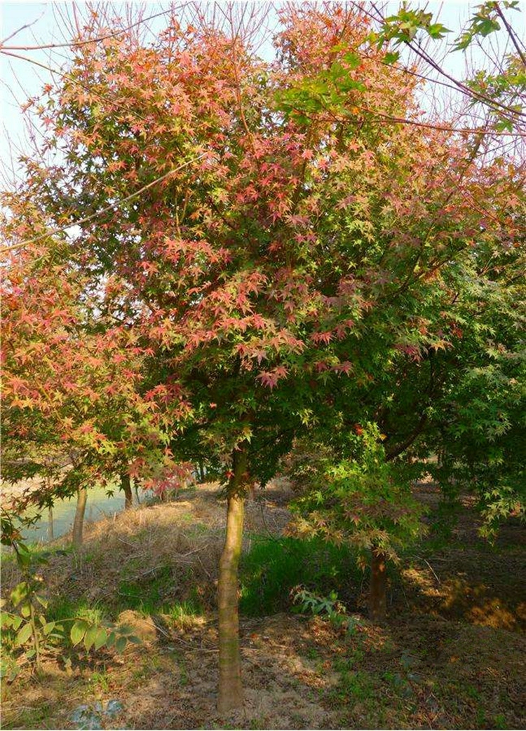 Mudas De Bordo De Garras De Galinha, Mudas De Bordo Vermelho Enxertadas, Mudas De Bordo Garras De Galinha, Bordos Azuis, Plantas De Jardim E Mudas Para Calçadas.  |   Muda Muda Muda