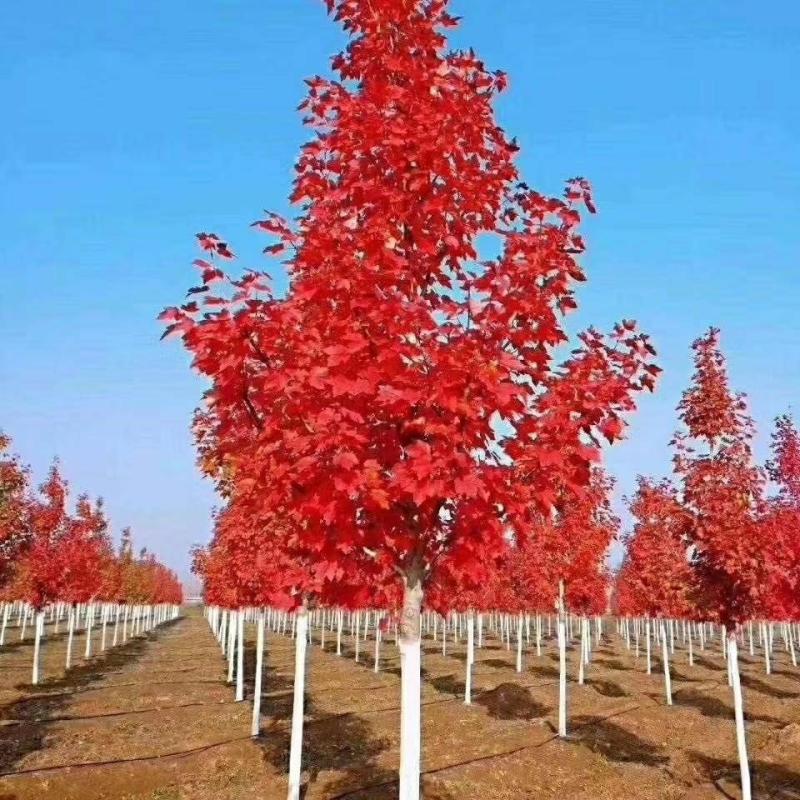 Mudas De Bordo Japonês, Bordo Vermelho Três Estações, Mudas Para Projetos, Bordo Americano, Árvores Ornamentais Para Jardins E Vilas, Mudas Para Paisagismo.  |   Muda Muda Muda