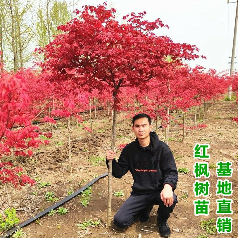 Mudas De Bordo Vermelho Para Todas As Estações, Jardim Vermelho Da China, Bonsai Dançarina Vermelha Dos Eua E Japão, Plantas Para Paisagismo, Mudas Resistentes Ao Frio.  |   Muda Muda Muda