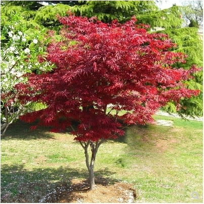 Mudas De Bordo Vermelho, Quatro Estações, Jardim Chinês Vermelho, Bonsai De Alta Qualidade “Dança Das Fadas” Japonesa, Plantas De Paisagismo E Mudas Para Jardinagem.  |   Muda Muda Muda