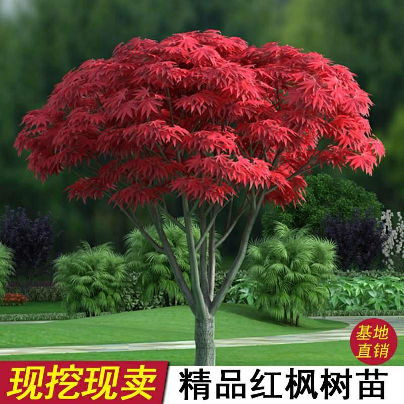 Mudas De Bordo Vermelho, Quatro Estações, Vermelho Da China, Jardim, Bordo Vermelho Dos Eua E Do Japão, Bonsai Dança Vermelha, Plantas De Paisagismo.  |   Muda Muda Muda