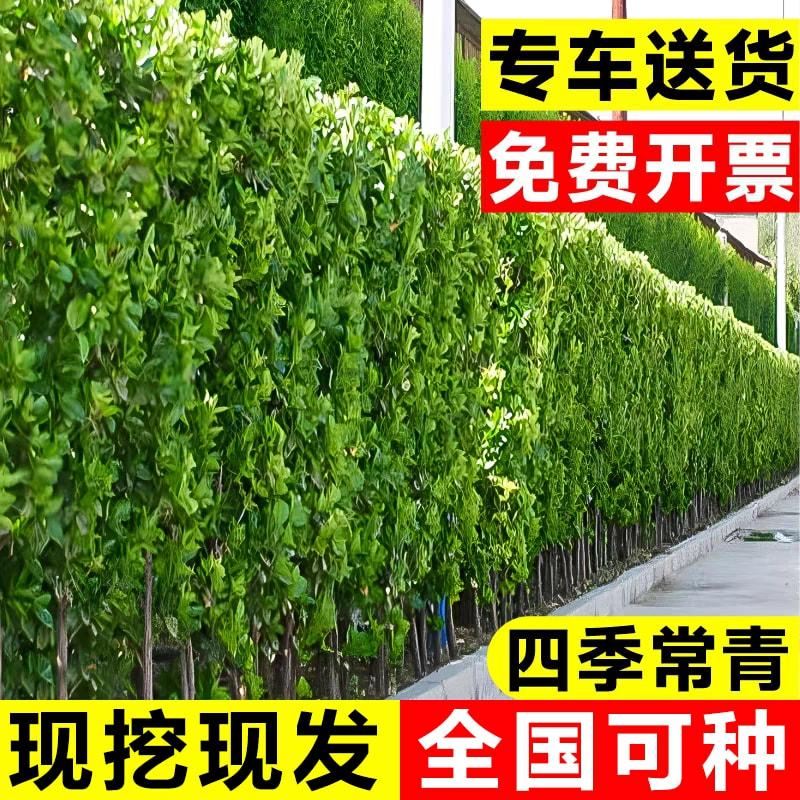 Mudas De Buxo De Hokkaido Para Jardim, Plantas Verdes Para Exterior, Cercas E Muros, Sempre Verdes, Resistentes À Seca, Mudanças De Paisagismo Para Todas As Estações  |   Muda Muda Muda