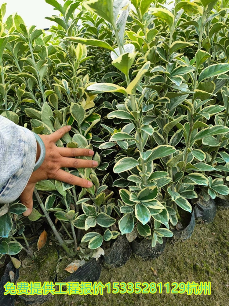 Mudas De Buxo De Phnom Penh Para Paisagismo De Jardins, Sempre Verdes, Resistentes Ao Frio, Fáceis De Cuidar, Com Folhas Ornamentais, Sebes De Azevinho, Mudas De Árvores Perenes.  |   Muda Muda Muda