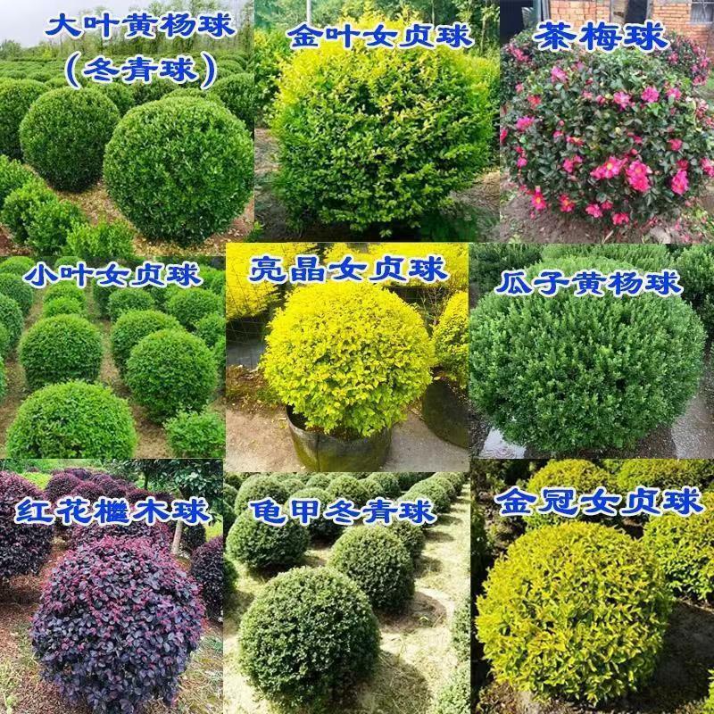 Mudas De Buxo Grande Para Paisagismo, Arbustos De Ilex Esféricos, Plantas De Ligustrum, Sementes De Buxo, Projetos De Jardinagem De Kinsan.  |   Muda Muda Muda