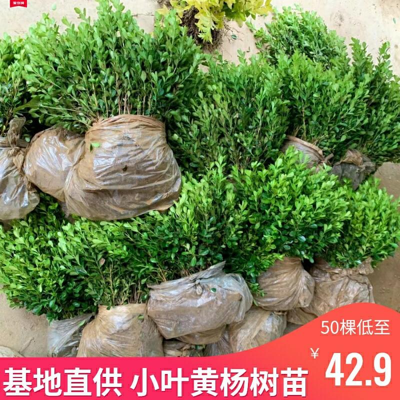 Mudas De Buxo Pequeno, Sementes De Buxo, Folhas De Buxo, Bonsai Sempre Verde, Plantas De Paisagismo Para Jardins E Cercas Exteriores.  |   Muda Muda Muda