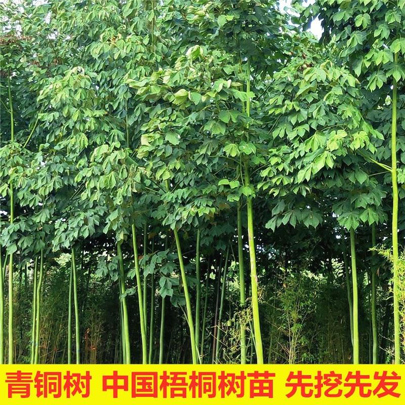 Mudas De Árvore De Bronze, Mudas De Árvore De Flamboyant Da China, Projeto De Sombreamento Para O Jardim E Entrada Da Casa, Árvores De Paisagismo Resistentes Ao Frio.  |   Muda Muda Muda