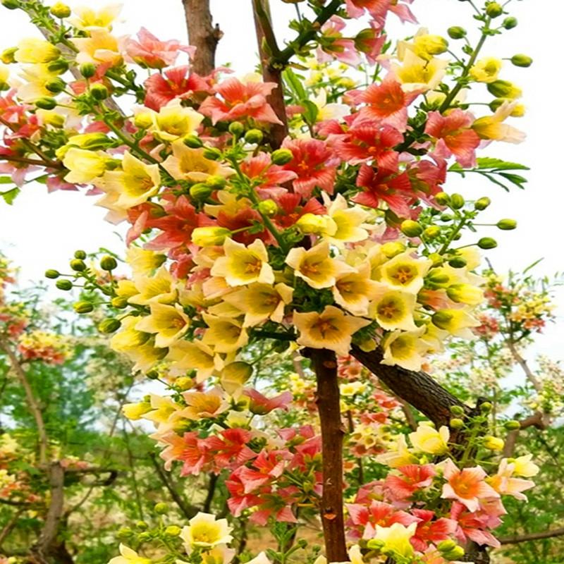 Mudas De Árvore De Flor De, Mudas Grandes Para Vasos, Plantas De Jardim Para Plantio No Solo, Flores E Plantas Verdes Para Cultivo Durante As Quatro Estações, Resistentes Ao Frio.  |   Muda Muda Muda