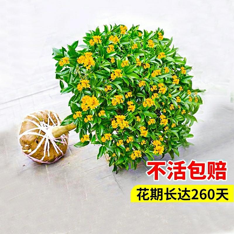 Mudas De Árvore De Flor De Osmanthus, Bonsai De Osmanthus, Mudas De Flor De Osmanthus, Planta De Flores De Osmanthus, Fácil De Cultivar, Ideal Para Varandas, Resistente Ao Frio, Jardinagem Para Pátios.  |   Muda Muda Muda