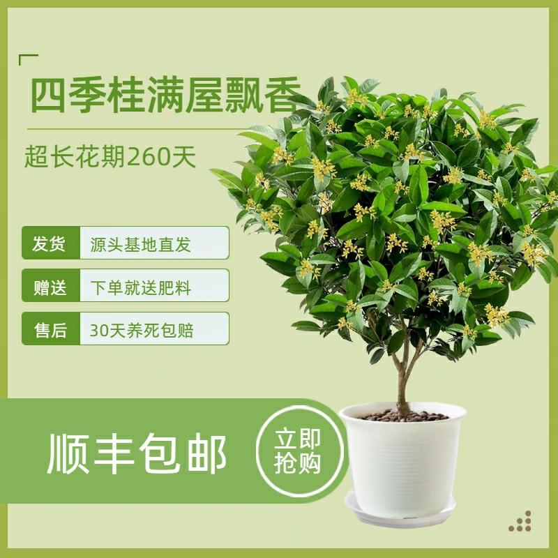 Mudas De Árvore De Flor De Osmanthus, Cultivo De Osmanthus Em Vaso Para Todas As Estações, Plantio De Osmanthus Em Campo, Flor De Osmanthus Mensal, Osmanthus Dourado, Tipo De Fragrância Intensa, Florescimento Interno E Externo, Jardim De Quintal.  |   Muda Muda Muda