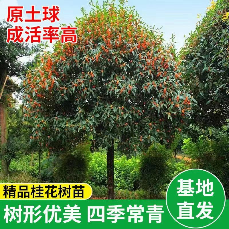 Mudas De Árvore De Flor De Osmanthus Grandes, Osmanthus Fragrans De Agosto, Plantas De Jardim Para Villas, Cultivo Em Solo Ou Vaso, Resistentes Ao Frio, Florescimento Durante As Quatro Estações, Paisagismo.  |   Muda Muda Muda