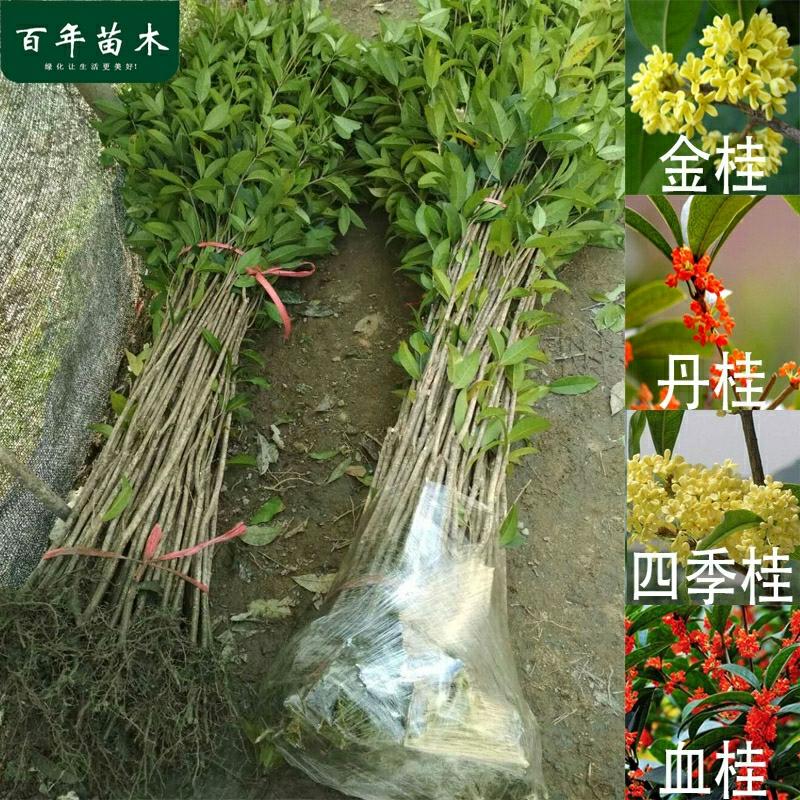 Mudas De Árvore De Flor De Osmanthus (Jin Gui, Dan Gui, Si Ji Gui) Para Jardim Ao Ar Livre, Flores Perfumadas Durante Todo O Ano, Plantio No Norte E Sul Em Agosto.  |   Muda Muda Muda