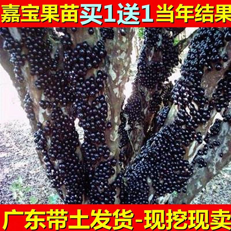 Mudas De Árvore De Jaca De Quatro Estações, Mudas De Uva De Taiwan, Mudas De Fruta De Leite, Cultivo Em Bacias Do Norte Ao Sul, Frutificação No Mesmo Ano.  |   Muda Muda Muda