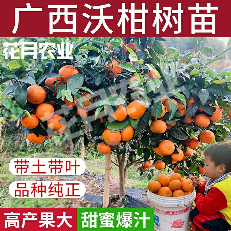 Mudas De Árvore De Tangerina Woguan De Guangxi, Enxertadas Em Wuming, Sem Sementes, Variedade 091, Cultivo De Laranja Genuína Do Norte Ao Sul.  |   Muda Muda Muda