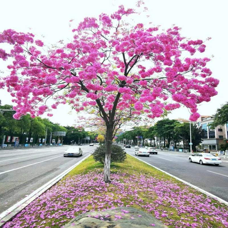 Mudas De Árvore Ornamental De Flamboyant, Resistente Ao Frio, Para Paisagens De Jardins, Com Flores Roxas Vibrantes, Ideal Para Vilas E Calçadas Em Campus.  |   Muda Muda Muda