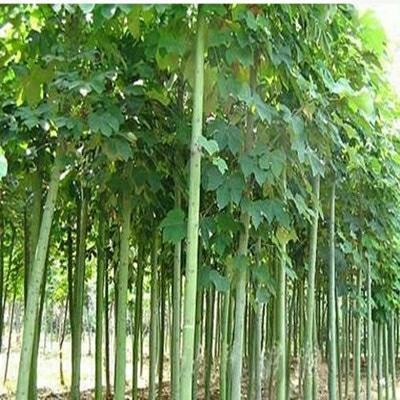 Mudas De Árvores Verdes, Mudas De Paulownia, Mudas De Wutong, Mudas De Paulownia Chinesa Para Projetos De Paisagismo Urbano.  |   Muda Muda Muda