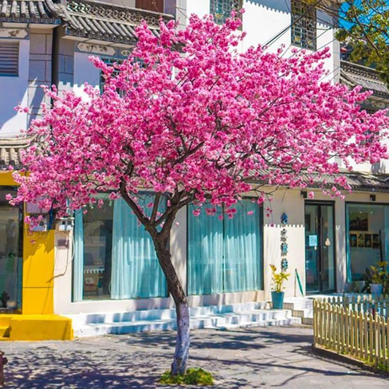 Mudas De Cerejeira Japonesa Para Pátios, Plantio Em Regiões Norte E Sul, Árvores Ornamentais Em Vasos Para Paisagismo, Flores Ao Ar Livre, Cerejeiras De Manhã E À Noite.  |   Muda Muda Muda