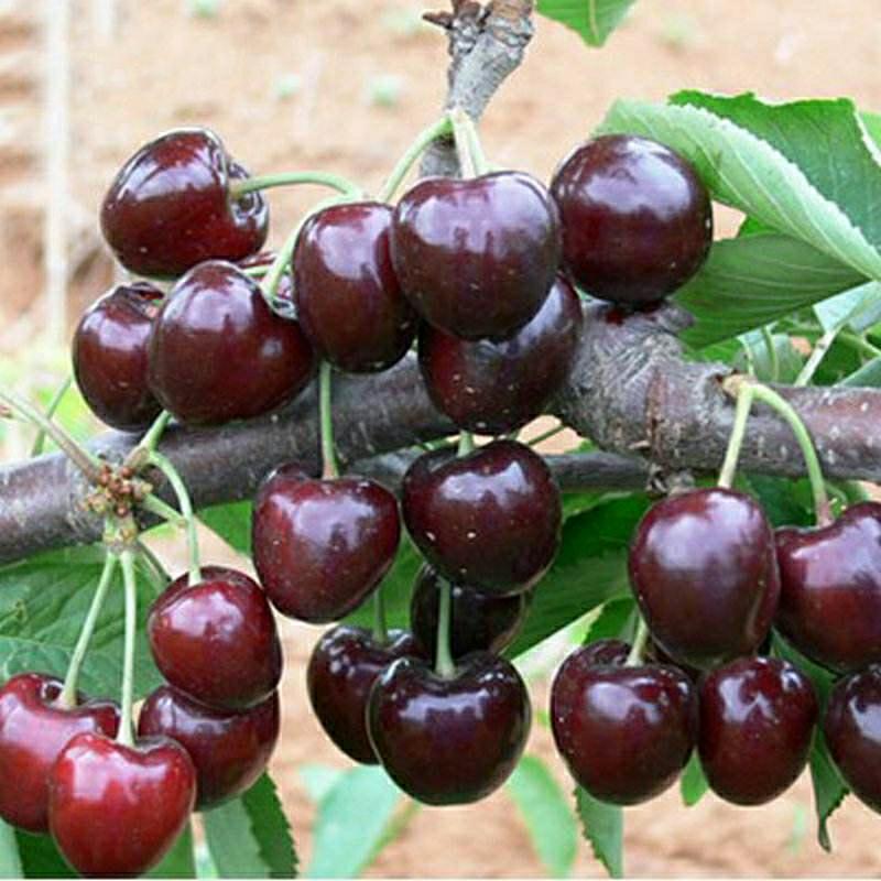 Mudas De Cerejeira, Mudas De Cereja, Enxerto De Árvores Frutíferas, Mudas De Árvores Frutíferas Que Frutificam No Mesmo Ano, Cultivo Em Vaso E No Solo, Plantio No Sul E No Norte.  |   Muda Muda Muda