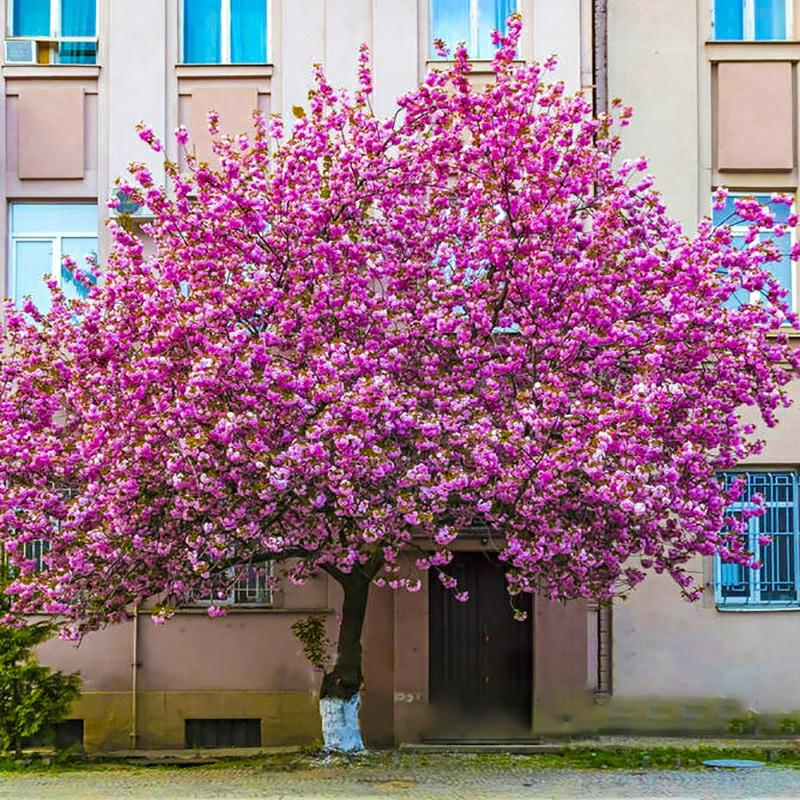 Mudas De Cerejeira, Mudas De Cerejeira Japonesa, Enxertos De Cerejeira Precoce, Mudas De Cerejeira Tardia, Mudas Para Vasos, Mudas Para Plantio Em Jardins E Em Vilas, Plantas Para Paisagismo.  |   Muda Muda Muda