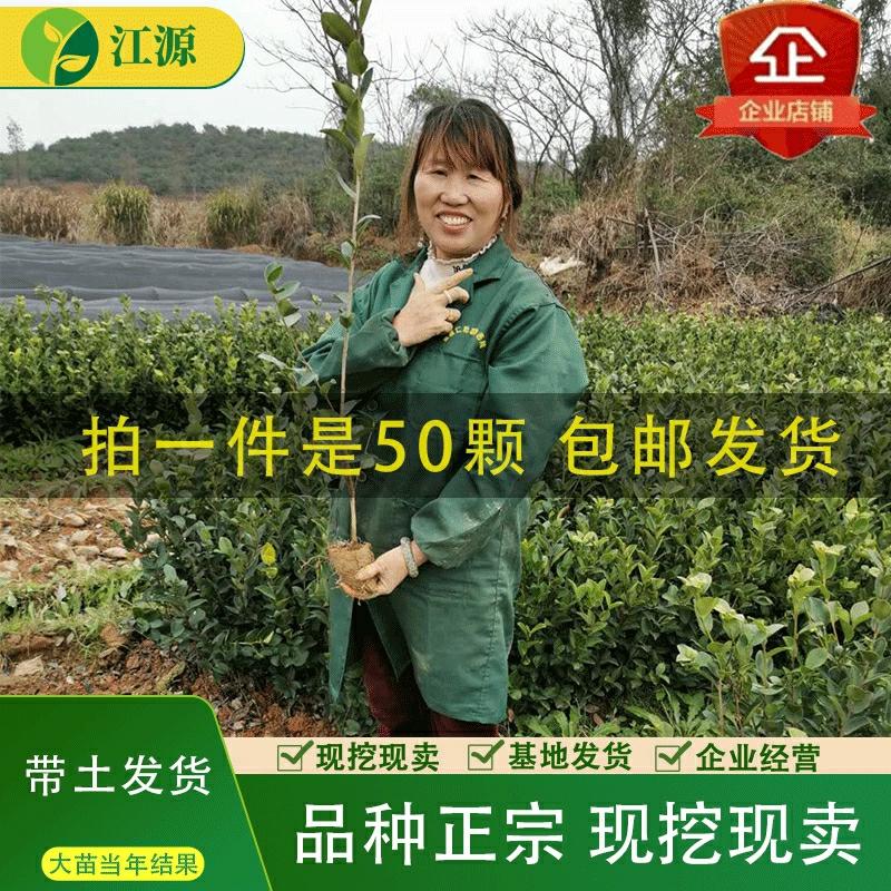 Mudas De Chá De Óleo De Alta Produtividade De Jiangxi, Sementes De Chá, Variedades Híbridas De Mudas De Árvores Frutíferas, Copos Nutritivos, Cultivo No Sul.  |   Muda Muda Muda