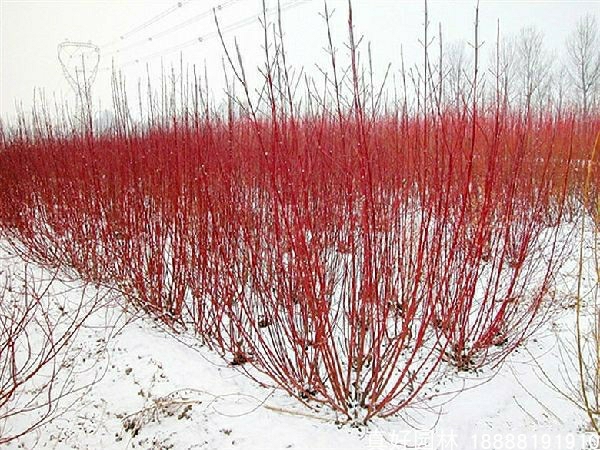 Mudas De Cornus Alba, Mudas De Paisagismo, Plantas De Jardim, Mudas Para Projetos De Paisagismo, Espécies De Árvores Coloridas.  |   Muda Muda Muda