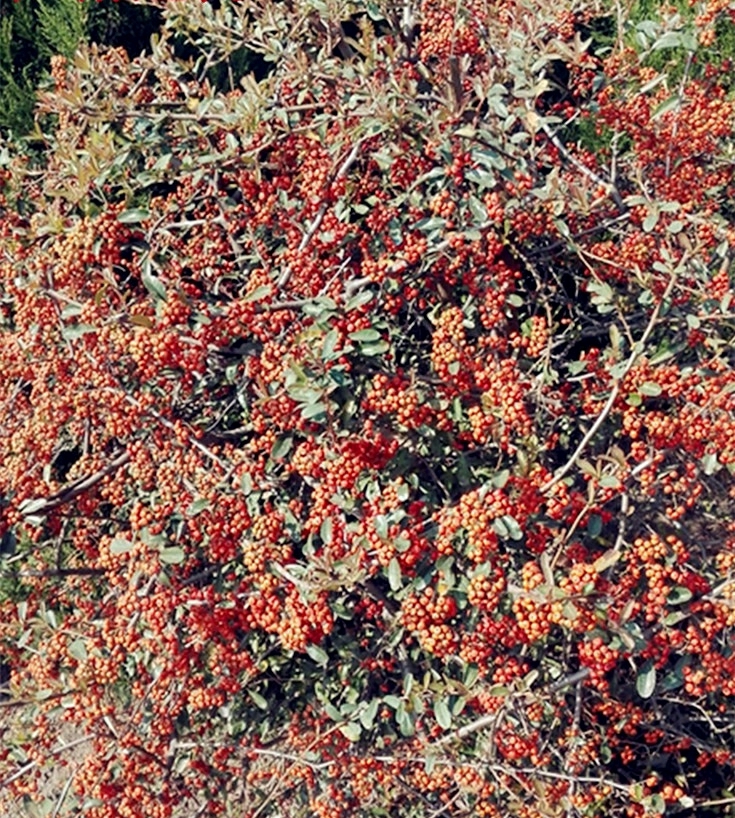 Mudas De Espinheiro Para Jardim, Flores Para Cercas, Plantas De Proteção Contra Roubo, Bonsai, Mudas De Árvores Para Paisagismo.  |   Muda Muda Muda