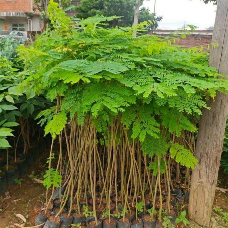 Mudas De Flamboyant, Mudas De Jacarandá, Árvores Ornamentais Para Jardins, Mudas De Madeira Da Fênix, Plantas De Paisagismo Para Todas As Estações, Plantas Em Vaso.  |   Muda Muda Muda