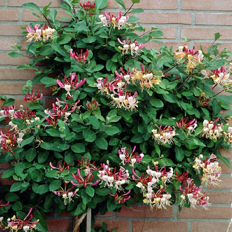 Mudas De Flor De Jasmim, Planta Trepadeira, Cultivo Silvestre De Quatro Estações, Mudas De Jasmim Vermelho Para Árvores, Plantas De Interior, Flores Em Vasos Para Varandas.  |   Muda Muda Muda