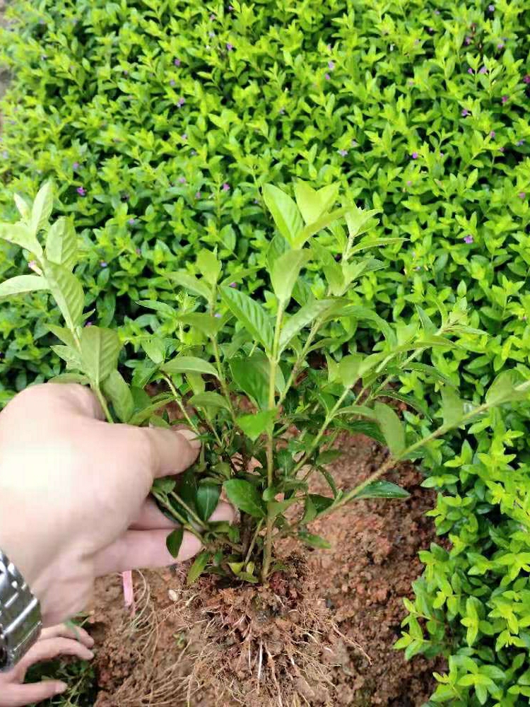 Mudas De Flor Estrela Do Céu Resistentes Ao Calor, Com Folhas Finas E Flores Vermelhas, Ideais Para Paisagismo Em Jardins E Vilas. Mudas De Flores Para Pátios E Jardins.  |   Muda Muda Muda