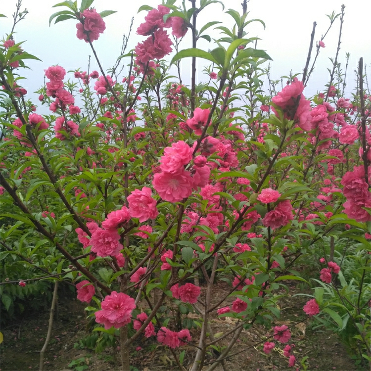 Mudas De Flores De Pêssego Para Paisagismo, Plantas De Varanda, Bonsai Para Pátio, Flores Ornamentais Fáceis De Cuidar, Mudas De Árvores Grandes.  |   Muda Muda Muda