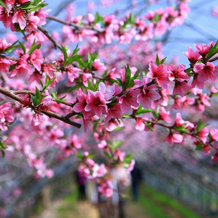 Mudas De Flores E Plantas Verdes Para Jardins, Árvores Ornamentais Para Pátios, Mudas De Flores De Pêssego Em Vaso, Mudas De Árvore De Pêssego Rosa.  |   Muda Muda Muda