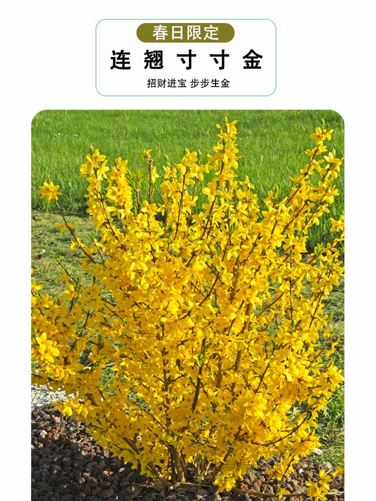 Mudas De Forsythia, Mudas De Flores De Primavera, Mudas De “Tigre Amarelo”, Plantas De Paisagismo Para Varandas E Villas, Plantas Resistentes Ao Frio E De Fácil Cultivo.  |   Muda Muda Muda