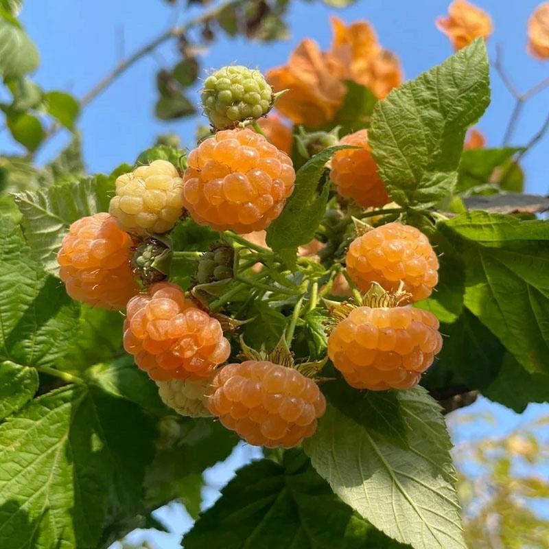 Mudas De Framboesa Amarela Em Vaso, Mudas De Árvores Preciosas Para O Jardim, Framboesa Vermelha, Amora-Preta, Mudas De Árvores Frutíferas, Cultivo No Norte E No Sul.  |   Muda Muda Muda