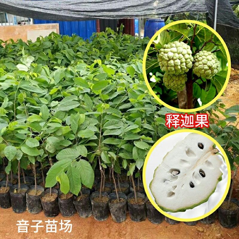 Mudas De Fruta Buda, Mudas De Abacaxi E Mudas De Atemóia Enxertadas, Plantio Em Solo Ou Em Vaso, Mudas De Árvore Buda Disponíveis Em Taiwan.  |   Muda Muda Muda