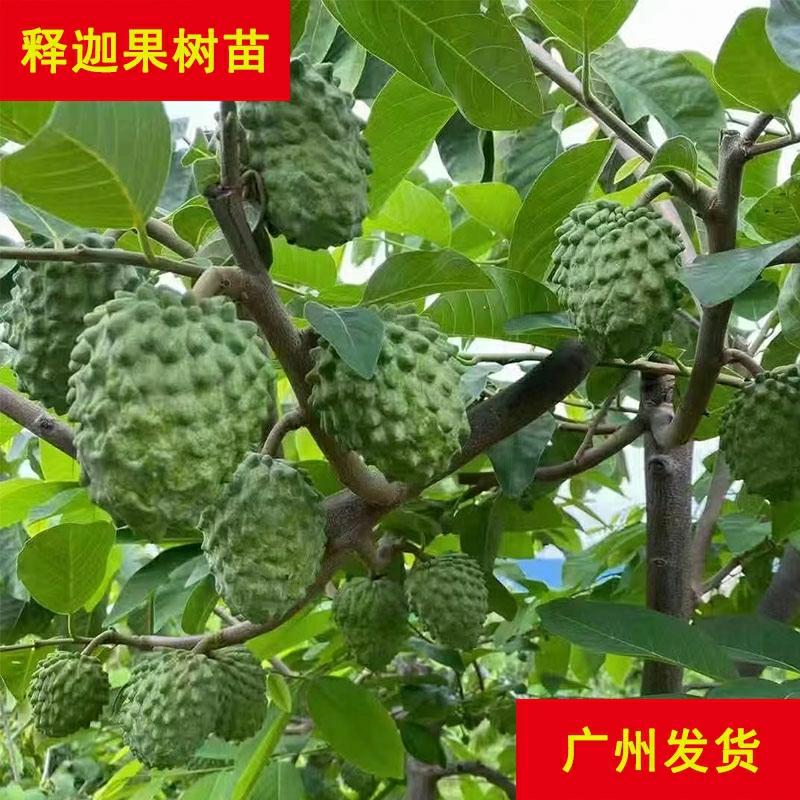 Mudas De Fruta Do Dragão Da Academia De Ciências Agrárias, Cultivo No Sul, Abacaxi De Taiwan, Fruta Do Monge, Árvore De Fruta Buda, Plantio Em Vasos.  |   Muda Muda Muda